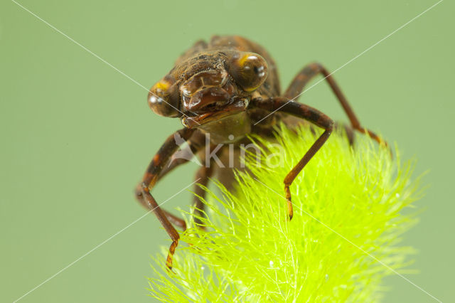 Southern Hawker (Aeshna cyanea)