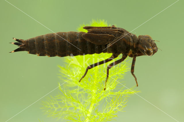 Blauwe glazenmaker (Aeshna cyanea)