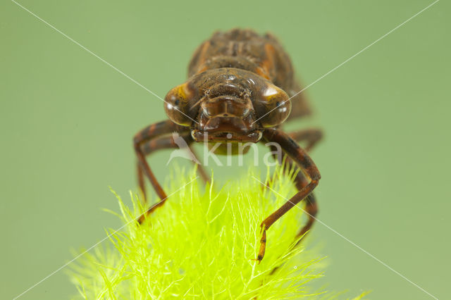 Blauwe glazenmaker (Aeshna cyanea)