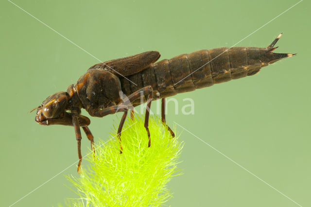 Southern Hawker (Aeshna cyanea)