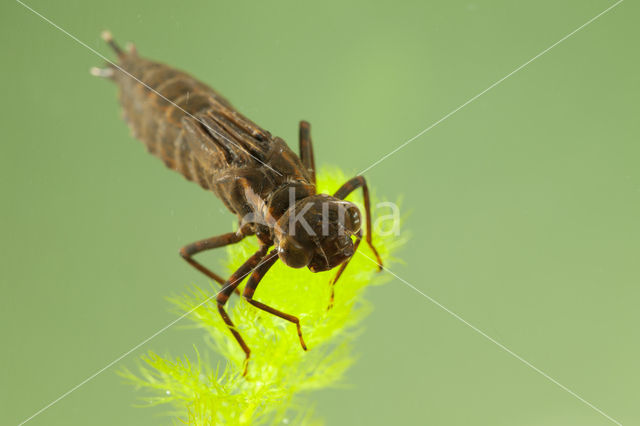 Blauwe glazenmaker (Aeshna cyanea)