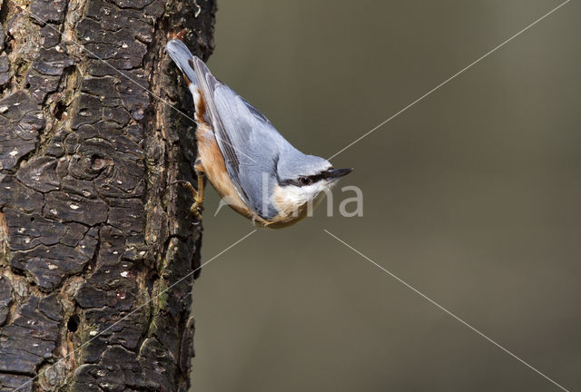 Boomklever (Sitta europaea caesia)