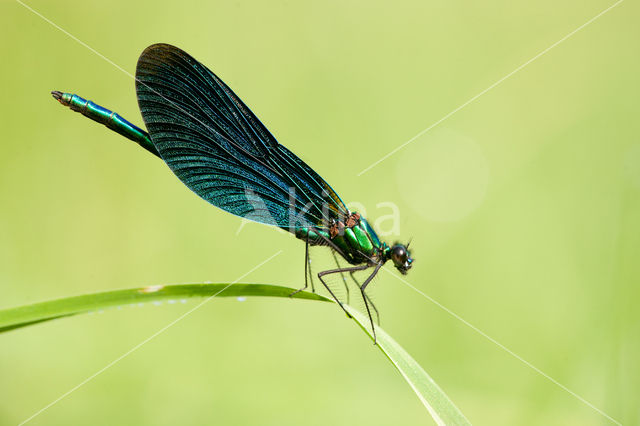 Bosbeekjuffer (Calopteryx virgo)