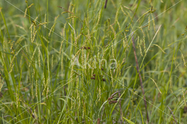 Boszegge (Carex sylvatica)