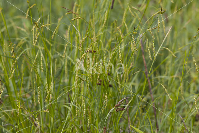 Wood-sedge (Carex sylvatica)