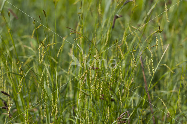 Wood-sedge (Carex sylvatica)