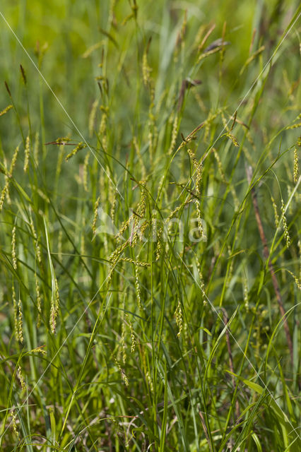 Boszegge (Carex sylvatica)