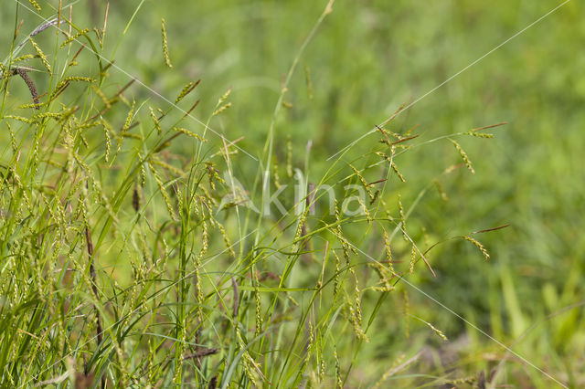 Wood-sedge (Carex sylvatica)