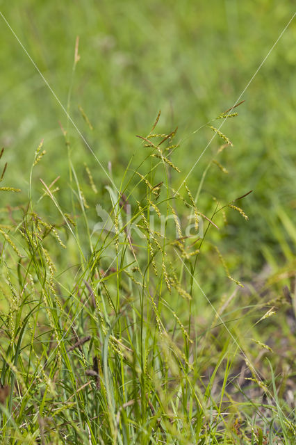 Boszegge (Carex sylvatica)