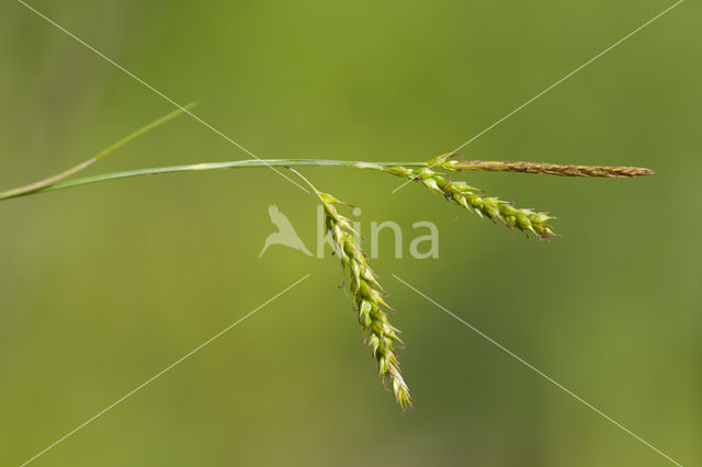 Boszegge (Carex sylvatica)