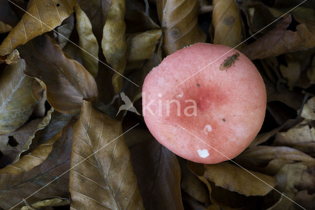 Braakrussula (Russula emetica)