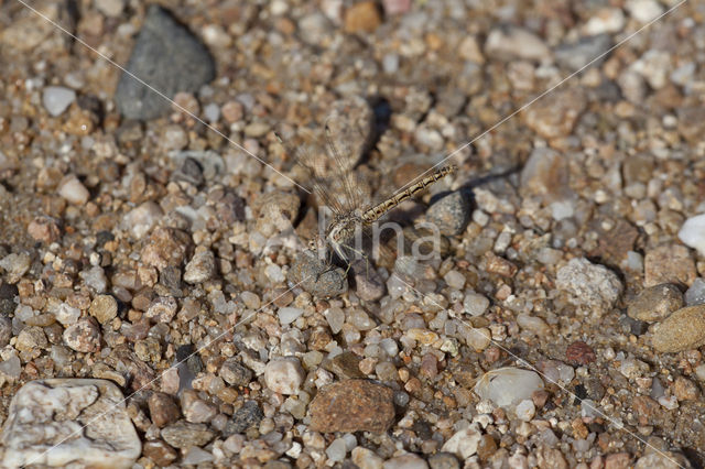 Northern Banded Groundling (Brachythemis impartita)