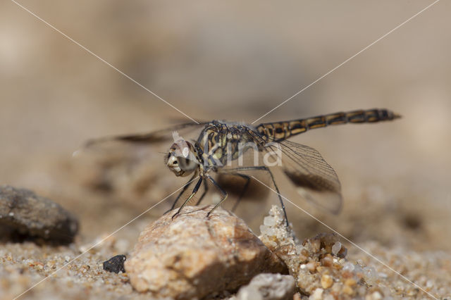 Northern Banded Groundling (Brachythemis impartita)