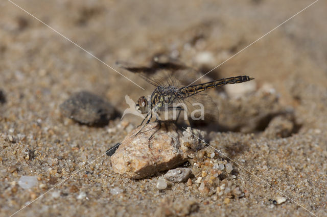 Northern Banded Groundling (Brachythemis impartita)