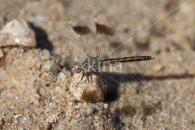 Northern Banded Groundling (Brachythemis impartita)