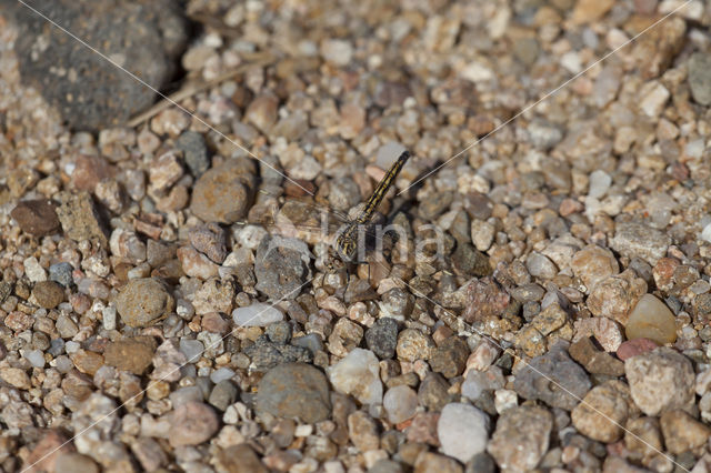 Northern Banded Groundling (Brachythemis impartita)