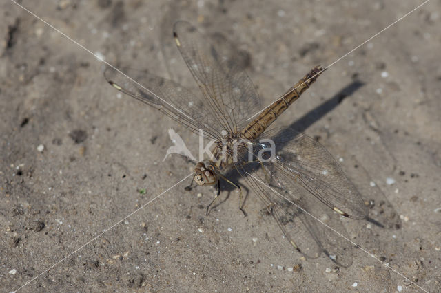Northern Banded Groundling (Brachythemis impartita)