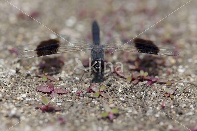 Northern Banded Groundling (Brachythemis impartita)