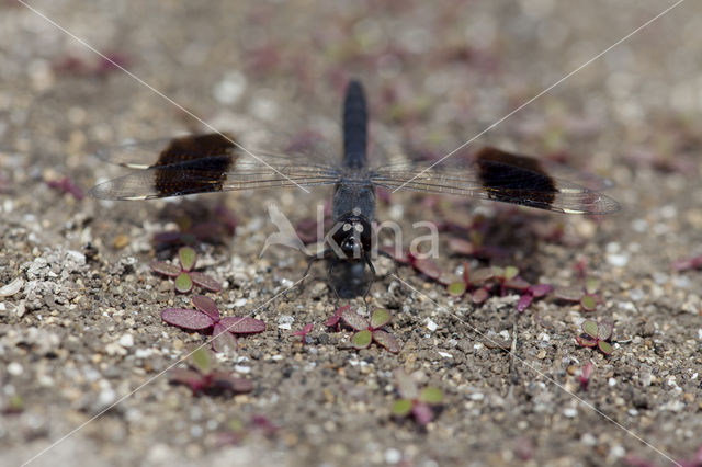 Northern Banded Groundling (Brachythemis impartita)