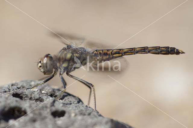 Northern Banded Groundling (Brachythemis impartita)
