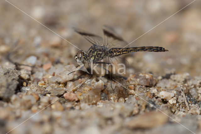 Northern Banded Groundling (Brachythemis impartita)