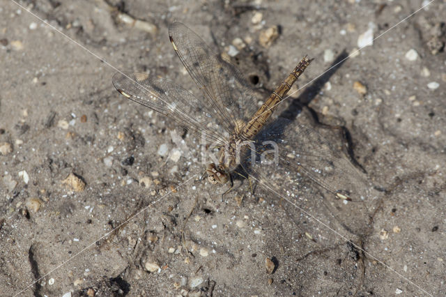 Northern Banded Groundling (Brachythemis impartita)
