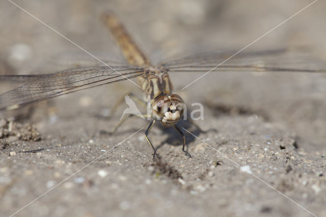 Brachythemis impartita