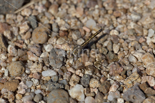 Northern Banded Groundling (Brachythemis impartita)
