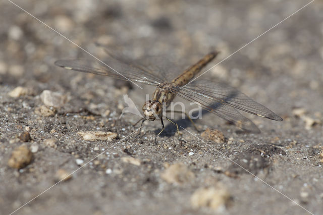 Brachythemis impartita