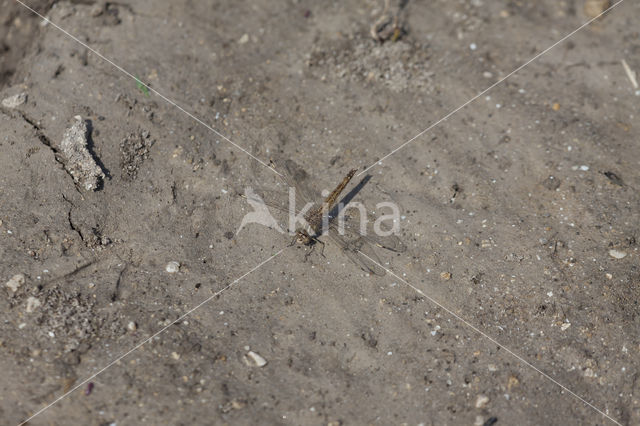 Northern Banded Groundling (Brachythemis impartita)