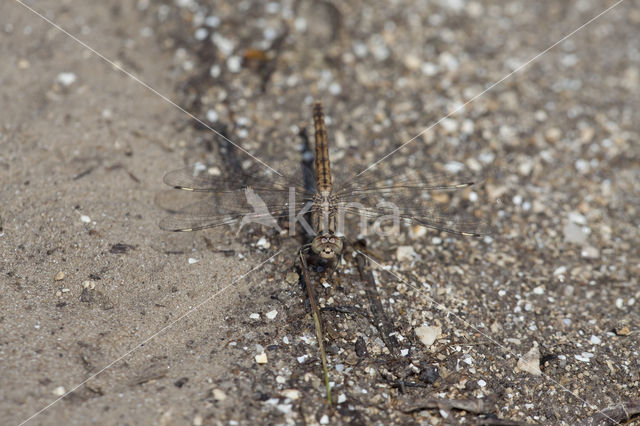 Northern Banded Groundling (Brachythemis impartita)