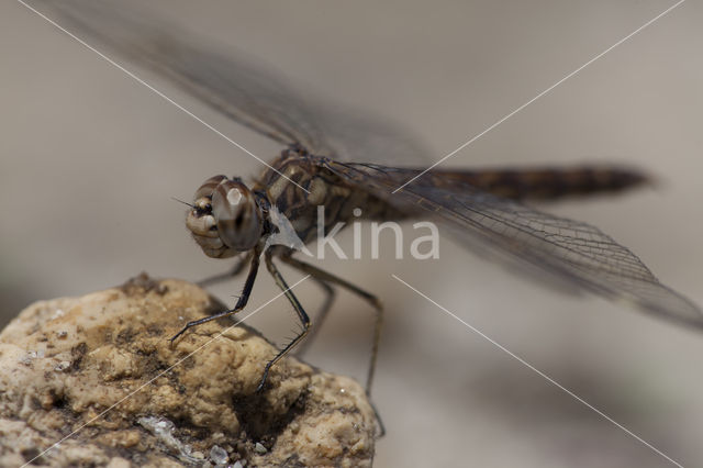 Northern Banded Groundling (Brachythemis impartita)
