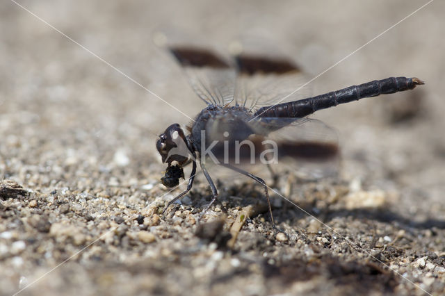 Brachythemis impartita