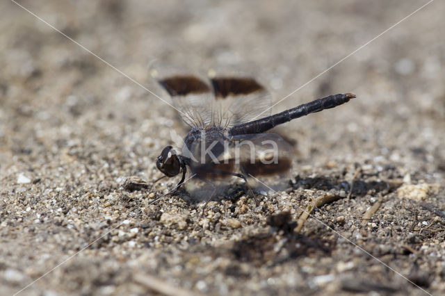 Brachythemis impartita