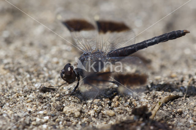 Brachythemis impartita