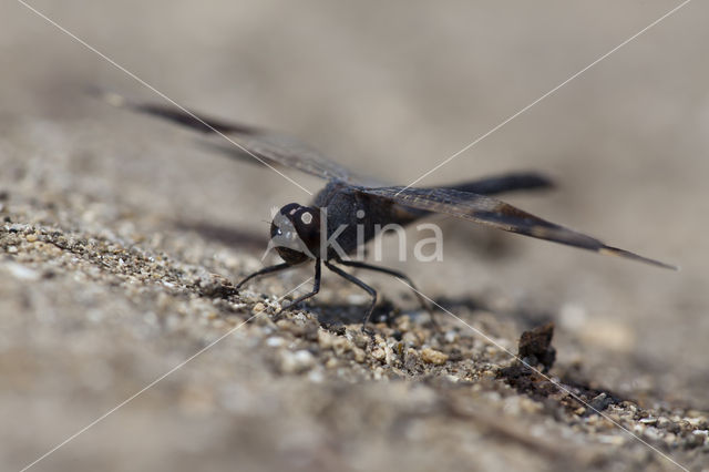 Brachythemis impartita