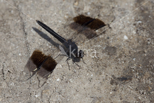 Brachythemis impartita