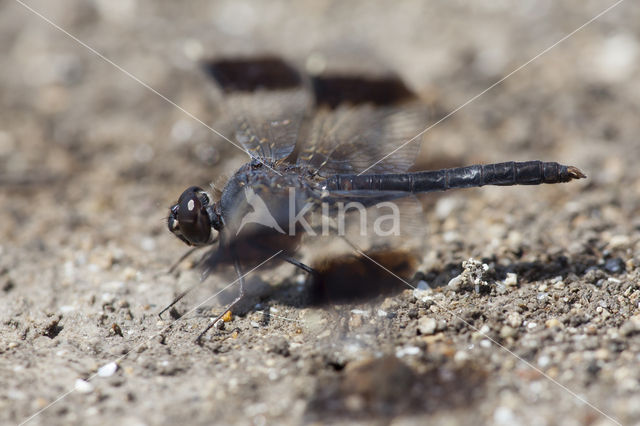 Brachythemis impartita