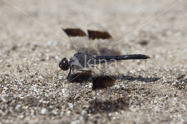 Brachythemis impartita