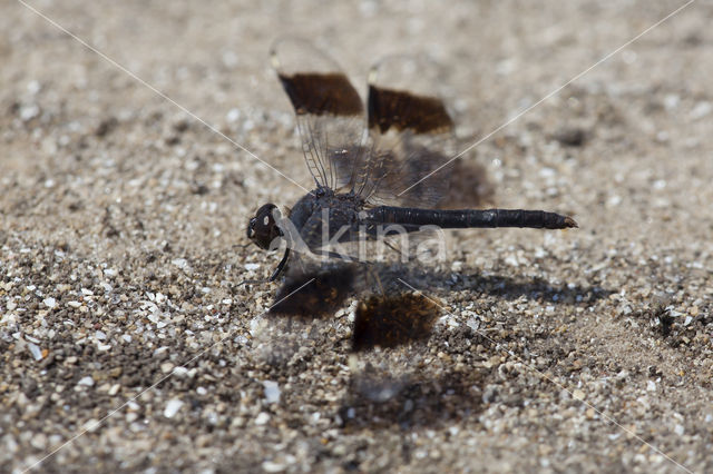 Brachythemis impartita