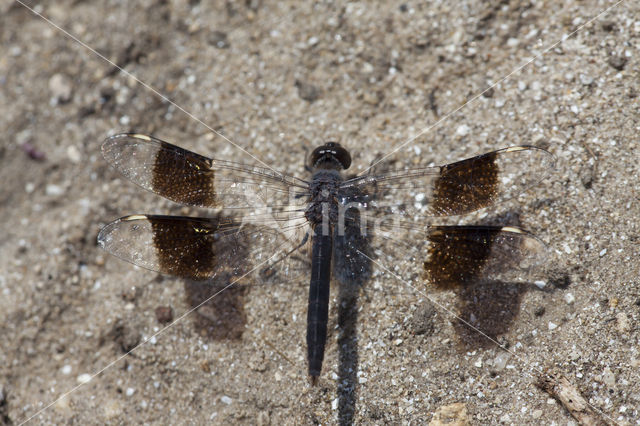 Northern Banded Groundling (Brachythemis impartita)