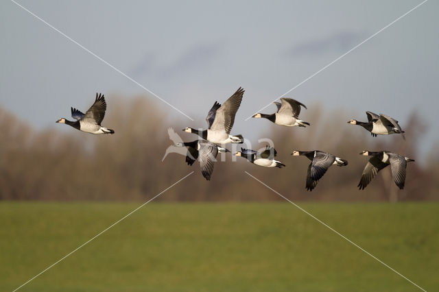 Brandgans (Branta leucopsis)