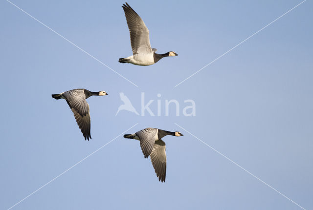 Brandgans (Branta leucopsis)