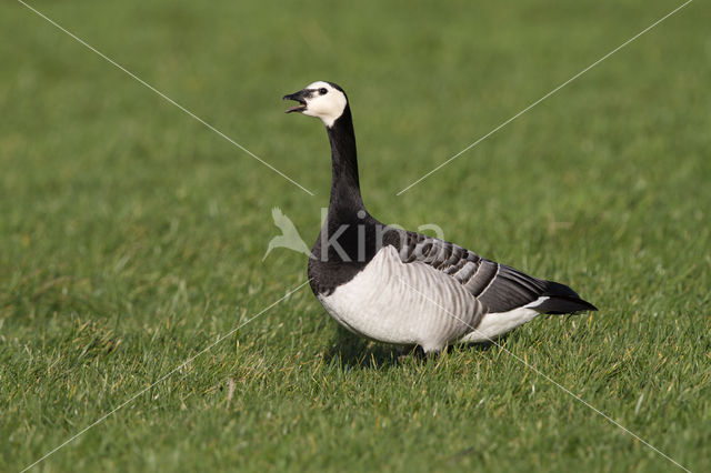 Brandgans (Branta leucopsis)