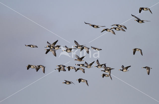 Brandgans (Branta leucopsis)