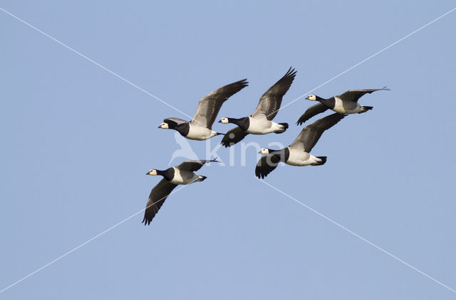 Brandgans (Branta leucopsis)