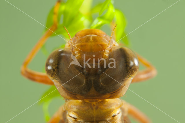 Brown Hawker (Aeshna grandis)