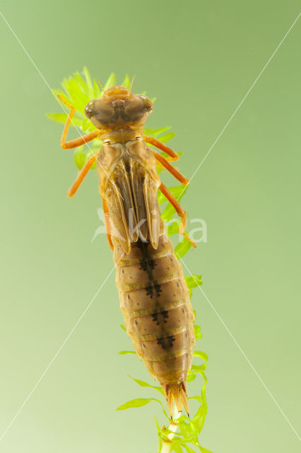Brown Hawker (Aeshna grandis)