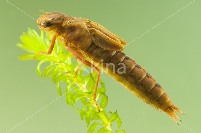 Bruine glazenmaker (Aeshna grandis)