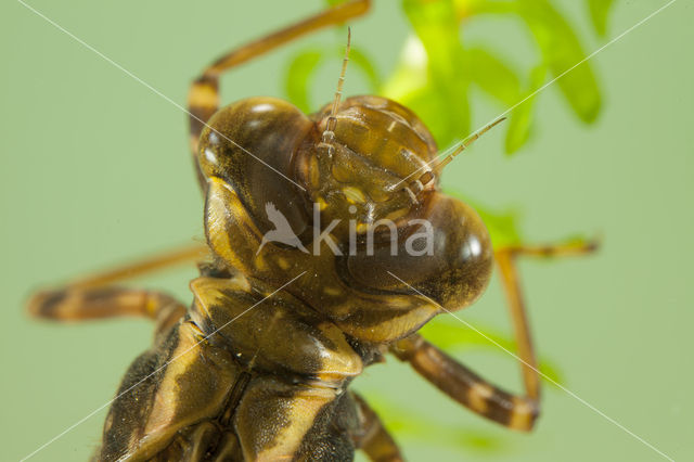 Bruine glazenmaker (Aeshna grandis)